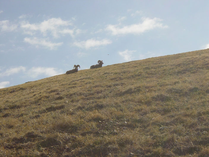 Big Horn Sheep